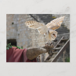 Postkarte einer Eule