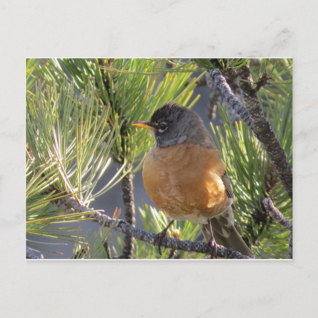 Postkarte einer roten Robin-Brust (Vorderseite)
