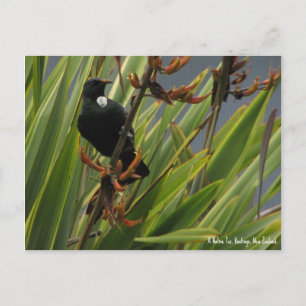 Postkarte, Eingeborener Tui, Hawkes Bay, Neuseelan Postkarte