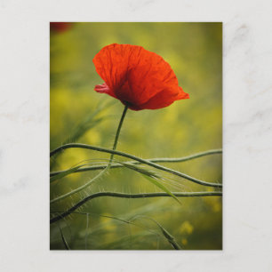 Postkarte Einzelner Mohn