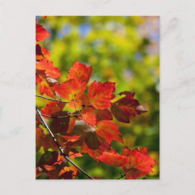 Postkarte fallen (Vorderseite)