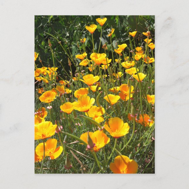 Postkarte Feld der Poppies (Vorderseite)