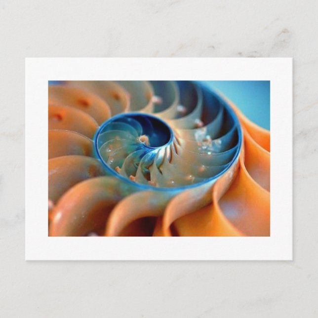Postkarte - Fibonacci-Schalen (Vorderseite)