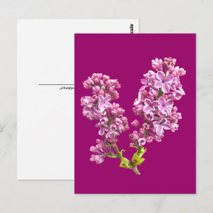 Postkarte - Fliederblüten
