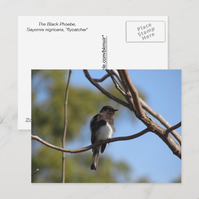 Postkarte - Fliegenschnäpper (Vorne/Hinten)