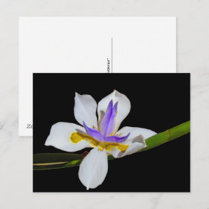 Postkarte - Fortnight Lily
