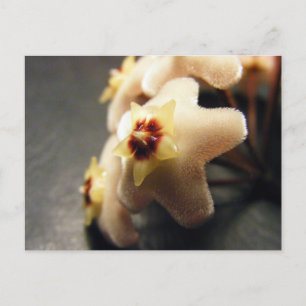 Postkarte, Foto der Fuzzy Star-Blume Postkarte