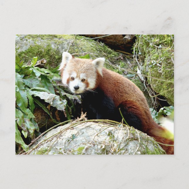 Postkarte Foto roter Panda, Tiere 0500. (Vorderseite)
