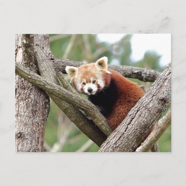 Postkarte Foto roter Panda, Tiere 0501. (Vorderseite)