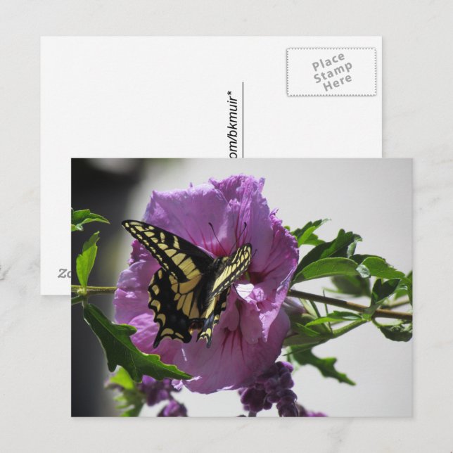 Postkarte - Frack Schmetterling auf Blossom (Vorne/Hinten)