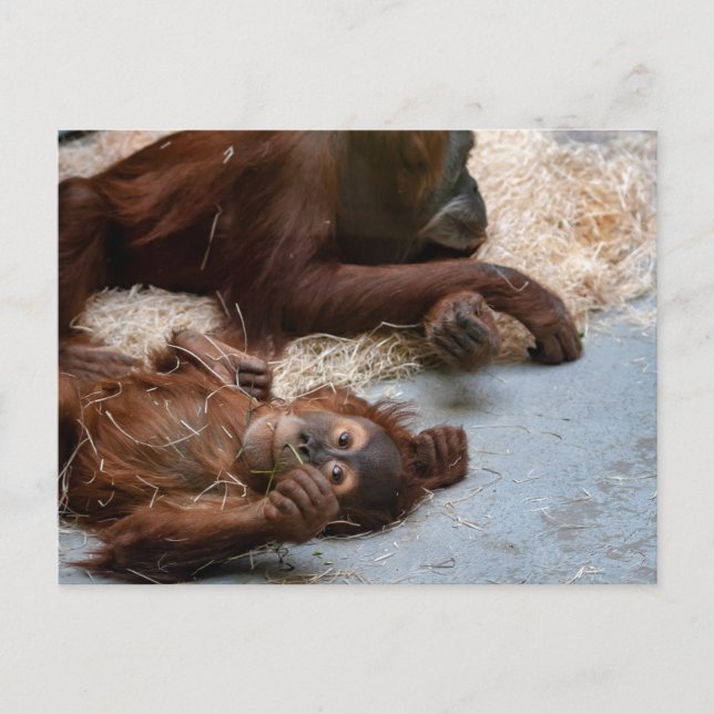 Postkarte für Affen Ape Zoo (Vorderseite)