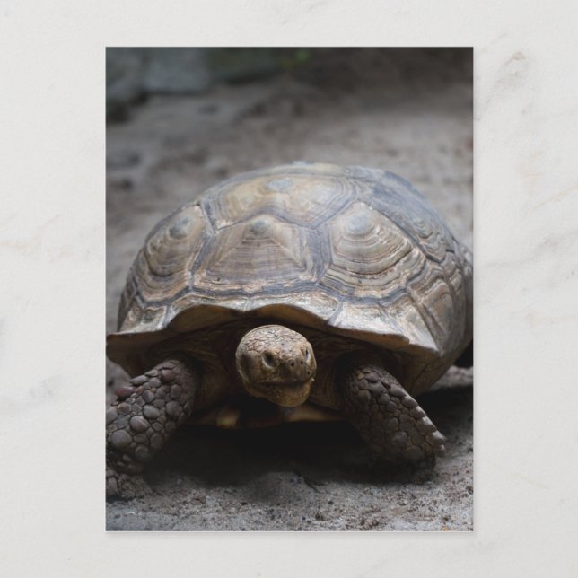 Postkarte für Afrikanisch gefleckte Tortoise (Vorderseite)