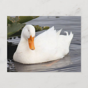 Postkarte für das Foto der weißen Ente