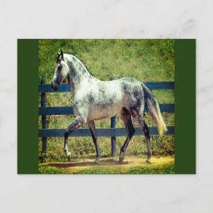 Postkarte für das graue Pferd