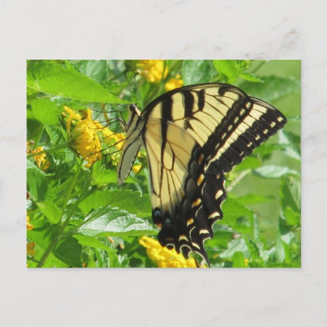Postkarte für das östliche Tiger-Frack (Vorderseite)