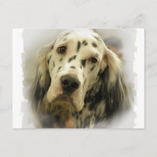 Postkarte für den Englischen Setter