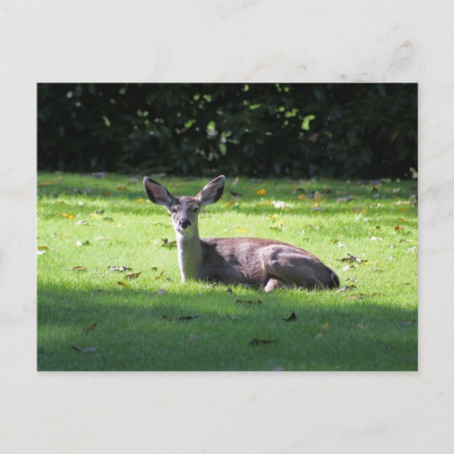 Postkarte für den Ruhestand des Rehes (Vorderseite)