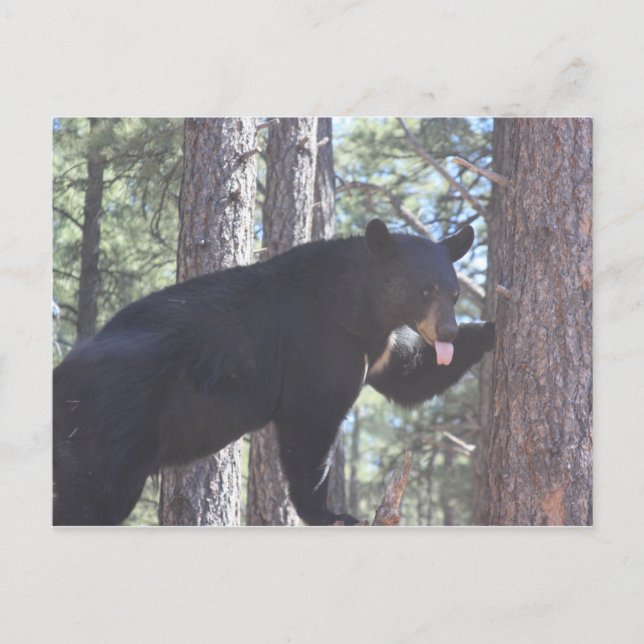 Postkarte für den schwarzen Bär (Vorderseite)