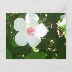 Postkarte für den weißen Hibiskus
