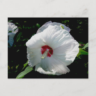 Postkarte für den weißen Hibiskus