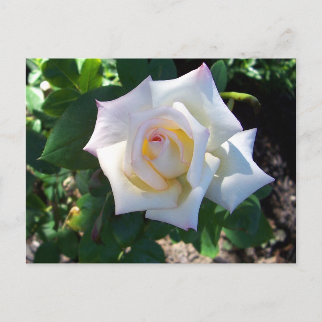 Postkarte für den weißen Sommer Rose (Vorderseite)
