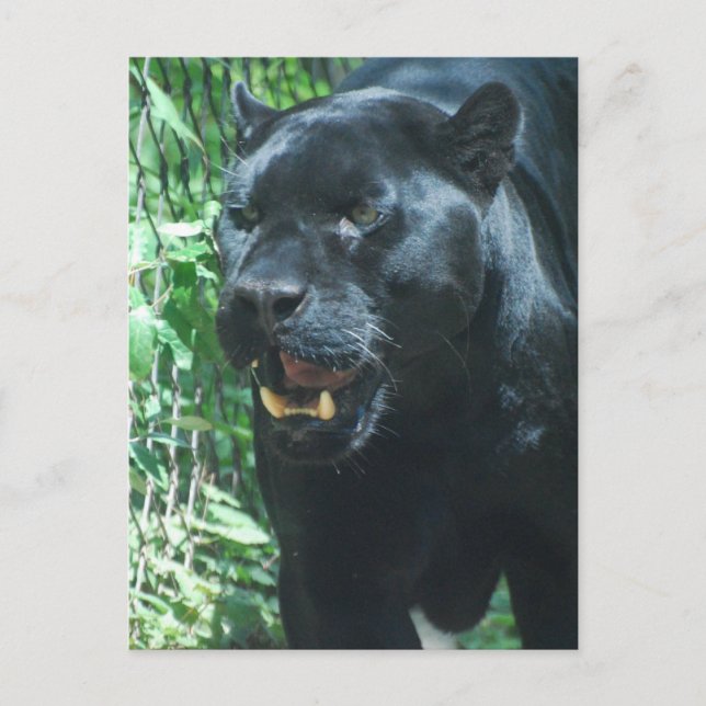 Postkarte für die Black Panther Cat (Vorderseite)