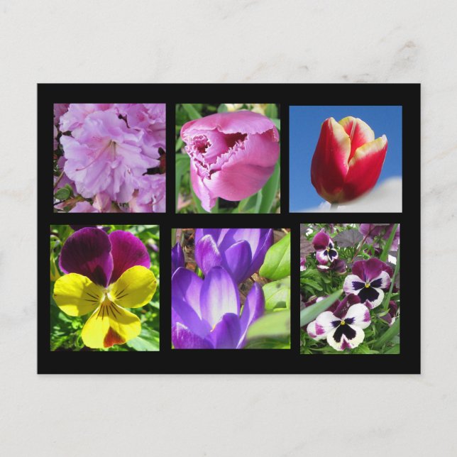 Postkarte für die Frühlings-Blume (Vorderseite)