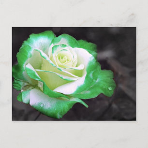 Postkarte für die irische Rose