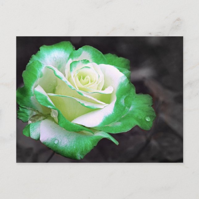 Postkarte für die irische Rose (Vorderseite)