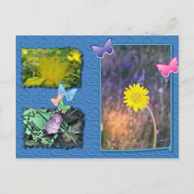 Postkarte für die kalifornische Wildblume (Vorderseite)