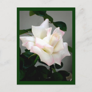Postkarte für die Rose