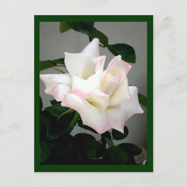 Postkarte für die Rose (Vorderseite)