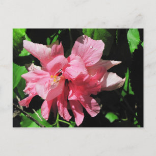 Postkarte für doppelrosa Hibiskus
