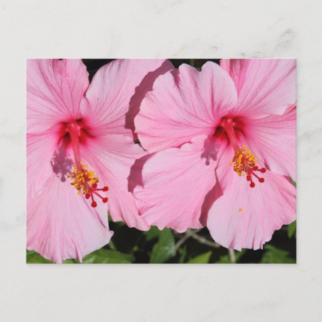 Postkarte für doppelrosa Hibiskus (Vorderseite)