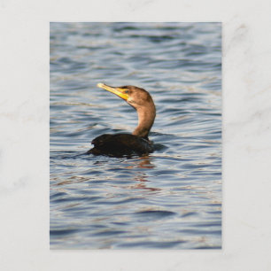 Postkarte für doppeltes Cormorant-Bird-Foto