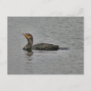 Postkarte für doppeltes Cormorant-Bird-Foto