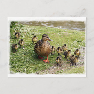 Postkarte für Enten