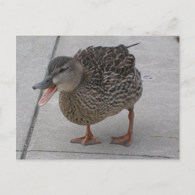 Postkarte für Enten (Vorderseite)