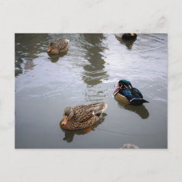 Postkarte für Entenpfanne