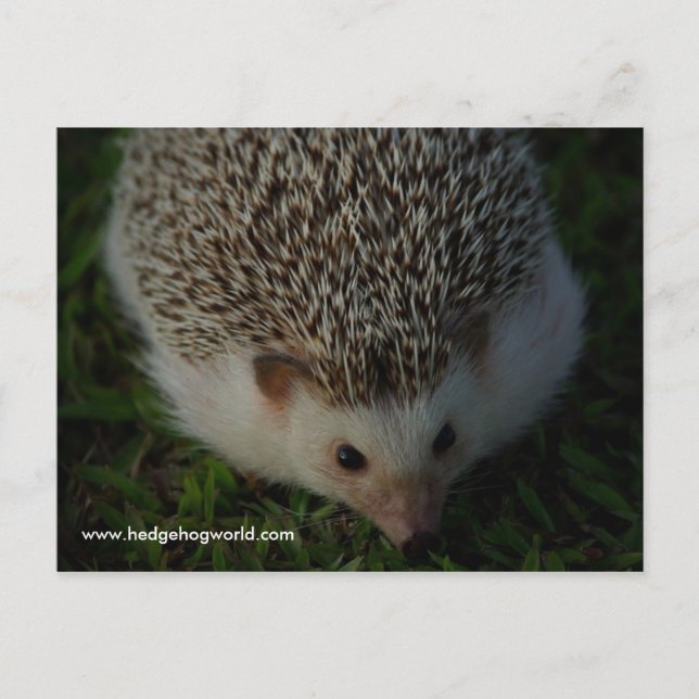 Postkarte für entspannten Igel (Vorderseite)