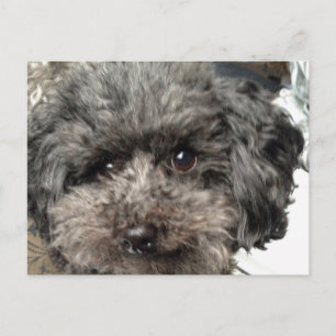 Postkarte für Familienhunde
