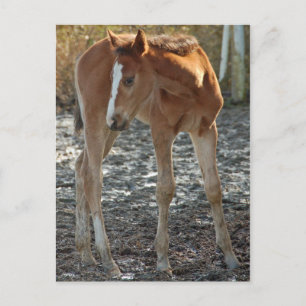 Postkarte für Fohlen