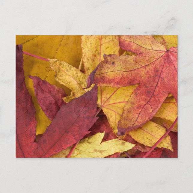 Postkarte für Herbstausgänge (Vorderseite)