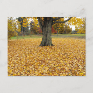 Postkarte für Herbstausgänge