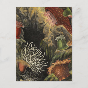 Postkarte für klassische Illustration