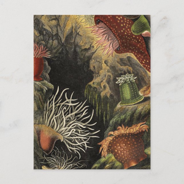 Postkarte für klassische Illustration (Vorderseite)