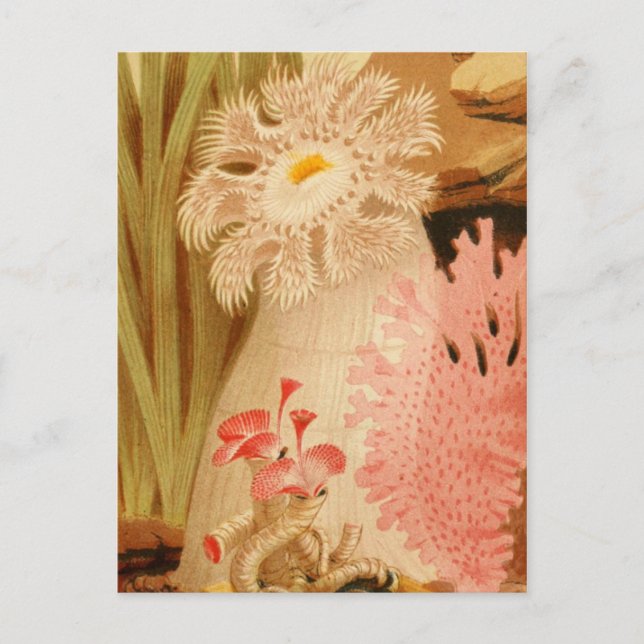 Postkarte für klassische Illustration (Vorderseite)