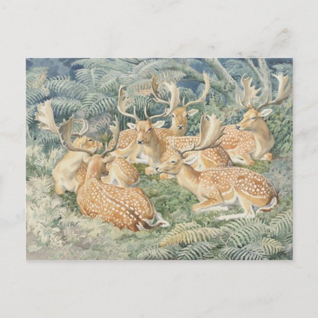 Postkarte für klassische Illustration (Vorderseite)