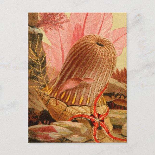 Postkarte für klassische Illustration (Vorderseite)