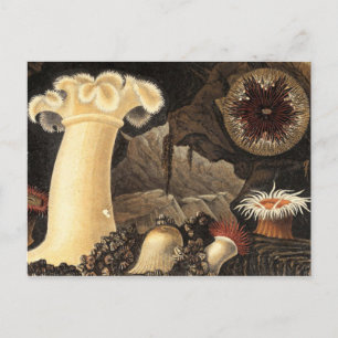 Postkarte für klassische Illustration